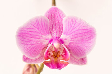 Beautiful Orchid flower.  Close up. Orchid Bud.