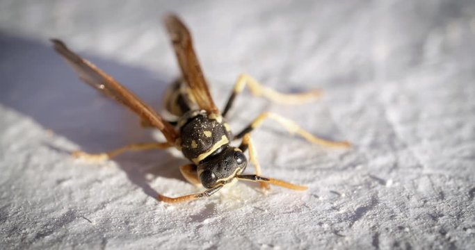 Extreme close up of dying wasp on white background.