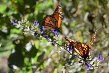 Mariposa