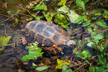Freshwater turtle floating swimming on pond / Turtle eating vegetable morning glory plant