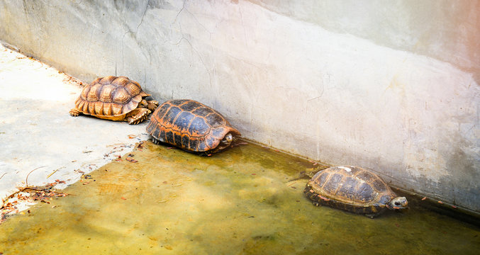 Turtle freshwater on cement pond