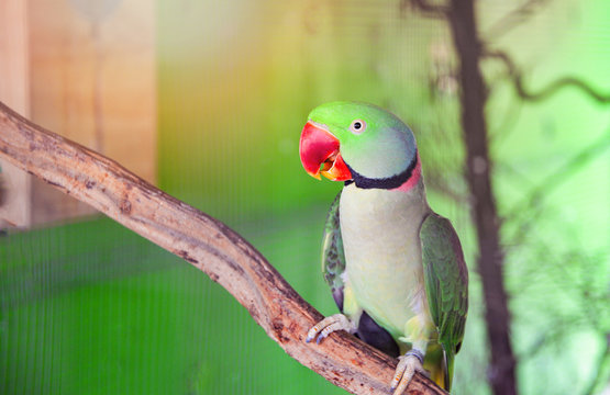 Green parrot pet bird in the cage / beautiful rose ring necked Alexandrine  Parakeet bird Stock Photo | Adobe Stock
