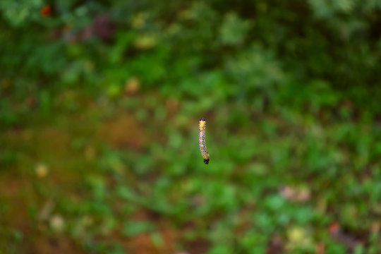 a caterpillar hanging on a string above the lawn