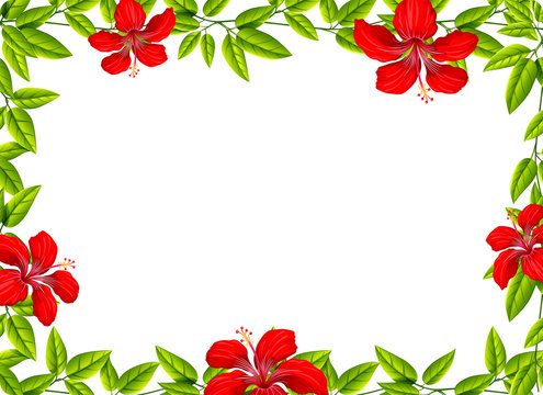A hibiscus flowr frame