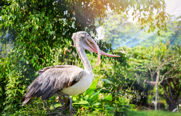Spot billed pelican birds standing on branch tree
