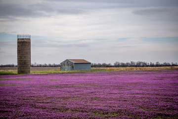 Fototapeta na wymiar rural landscape with lavender field and barn
