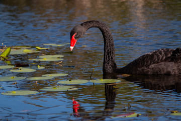 one single black swan swimming on the lake water Gold Coast Australia summer sunset