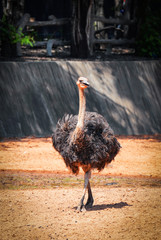 Emu or ostrich large bird walking in farm in the wildlife sanctuary