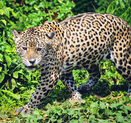 Roar tiger leopard jaguar animal wildlife hunting / beautiful jaguar walking in jungle