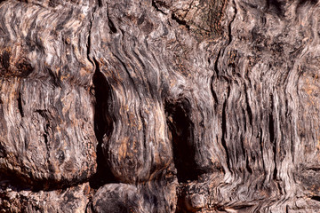 Abstract background. The texture of the bark of a tree with wavy cracks. Cropped shot, close-up, horizontal, free space for text, top view.