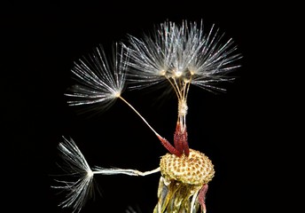 A single dandelion with only a few spores left on the head. Photographed in its natural environment with a black background.