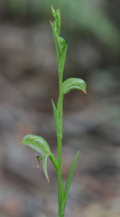 Close-up of Tall Greenhood Orchid (Pterostylis longifolia) - native to Australia - approx 10mm dia