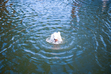 The fountain small in the pond garden of surface water background