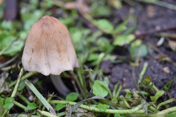 Mushroom