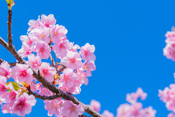 河津桜