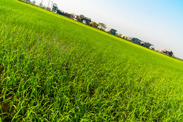 Diagonal view of green rice field with houses and blue sky background.