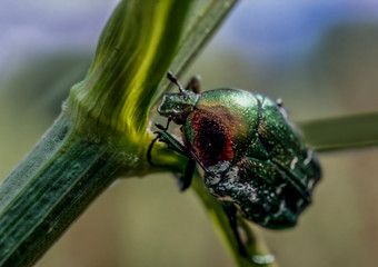 Golden bronze (Cetonia aurata) is a species of Coleoptera from the subfamily of bronzes (Cetoniinae) in the family of lamellar (Scarabaeidae). It is a large body length,   beetle crawling on leaves