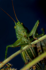 Grasshopper green (lat. Viridissima tettigonia's) — kind of insects These grasshoppers of the order Orthoptera. Adults reach a length of 28-36 mm. Grasshopper sits in thickets of plants .