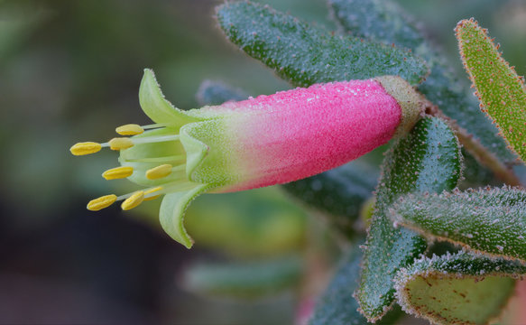 Close-up of pink and green Native Fuchsia (Correa reflexa) - a shrub endemic to Australia - flowers approx 40mm long