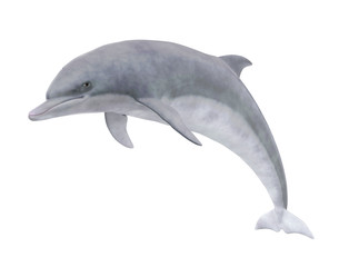 Obraz premium Dolphin Isolated