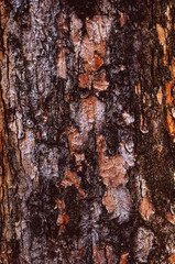 background of rough reddish bark of pine tree close up