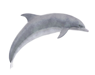 Dolphin Isolated