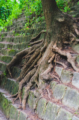 Old brown tree roots sagging over an old wall of granite stones