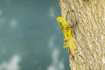 Macro of yellow grasshopper climbs on leaves and a tree.
