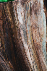 Obraz premium background from a smooth trunk of an old tree with peeling bark