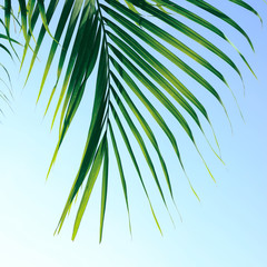 Obraz premium green leaf on tropical tree, summer in nature background