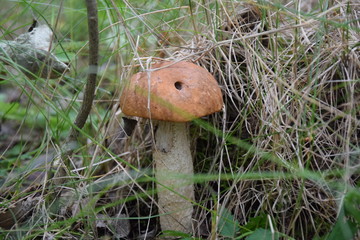 mushroom in the grass