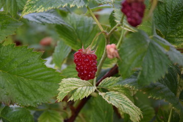 ripe raspberry on a bush