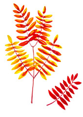 Set from leaves of the Rowan branch . Watercolor illustration isolated on white background