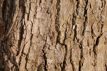 Old tree bark texture background close up. Brown color toned
