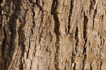 Old tree bark texture background close up. Brown color toned