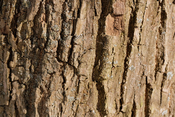 Naklejka premium Old tree bark texture background close up. Brown color toned