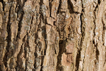 Old tree bark texture background close up. Brown color toned