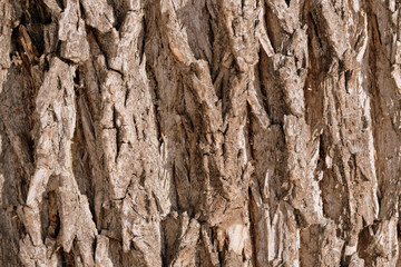 Old tree bark texture background close up. Brown color toned