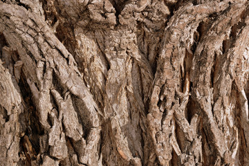 Old tree bark texture background close up. Brown color toned