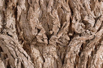 Old tree bark texture background close up. Brown color toned