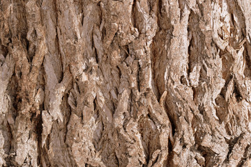 Old tree bark texture background close up. Brown color toned