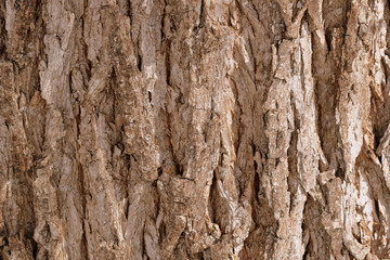 Old tree bark texture background close up. Brown color toned