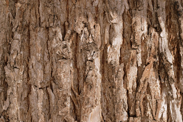 Old tree bark texture background close up. Brown color toned