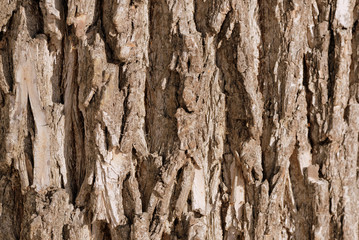 Obraz premium Old tree bark texture background close up. Brown color toned