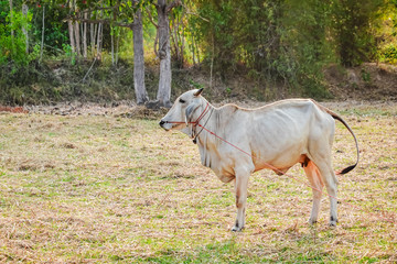 Obraz na płótnie Canvas Asian bloodline cow in tropical field ,cow on meadow,cow cattle in the thailand