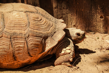 Close up African spurred tortoise resting in the garden under the warm sun light. African sulcata...