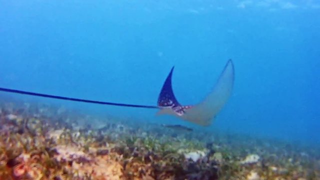 POV from above diver following a stingray under water in the Caribbean, San Blas, Guna Yala, Panama