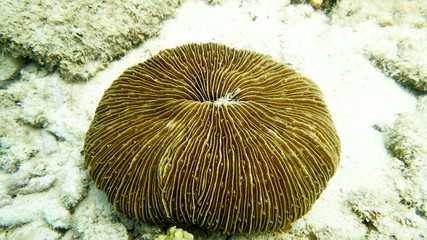 coral found at coral reef area at Tioman island