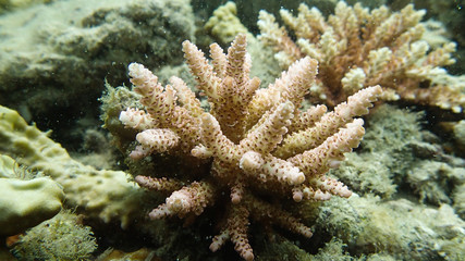 The close-up of coral found at coral reef area at Tioman island 