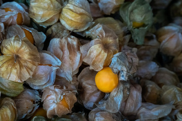 Heap of Cape Gooseberry (Physalis peruviana) also known as Golden Berry, Inca Berry, Pichu Berry, Physalis, calyx open showing fruit inside, closeup and selective focus.